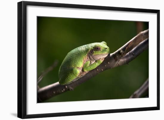 Frog-Gordon Semmens-Framed Photographic Print