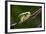 Frog-Gordon Semmens-Framed Photographic Print