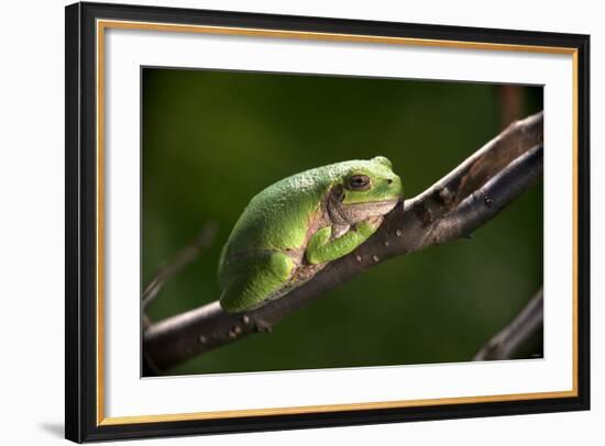 Frog-Gordon Semmens-Framed Photographic Print