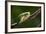 Frog-Gordon Semmens-Framed Photographic Print