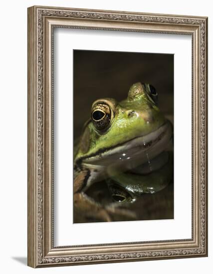 Frog-Lynn M^ Stone-Framed Photographic Print