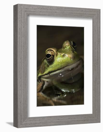 Frog-Lynn M^ Stone-Framed Photographic Print