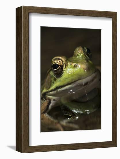 Frog-Lynn M^ Stone-Framed Photographic Print