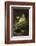 Frog-Lynn M^ Stone-Framed Photographic Print