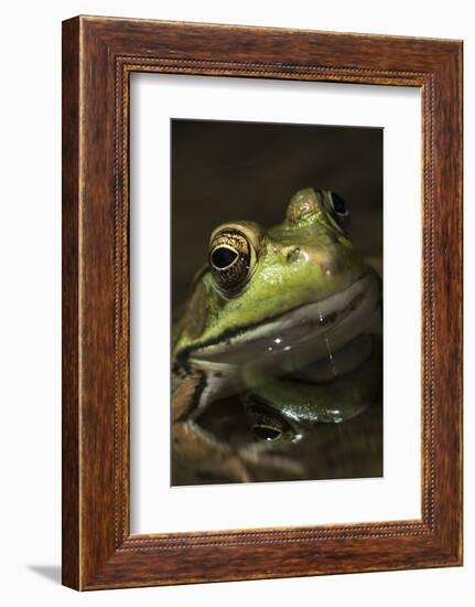Frog-Lynn M^ Stone-Framed Photographic Print