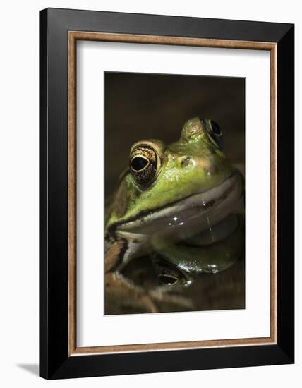 Frog-Lynn M^ Stone-Framed Photographic Print