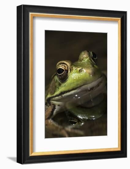 Frog-Lynn M^ Stone-Framed Photographic Print