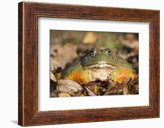 Frog-Lynn M^ Stone-Framed Photographic Print