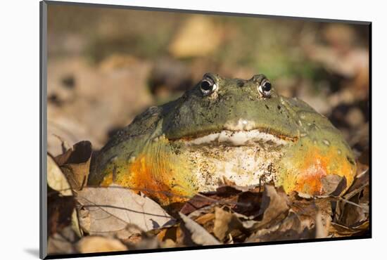 Frog-Lynn M^ Stone-Mounted Photographic Print