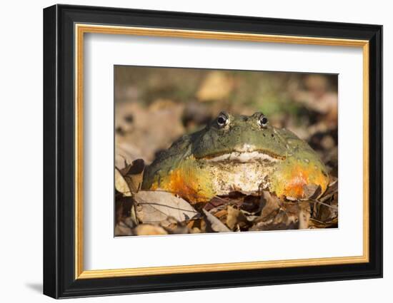 Frog-Lynn M^ Stone-Framed Photographic Print