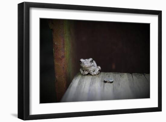 Frog-Julie Fain-Framed Premium Giclee Print