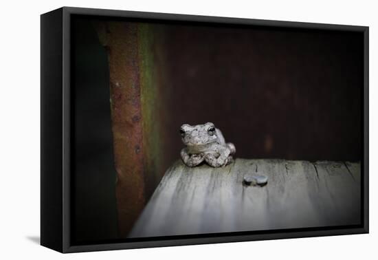 Frog-Julie Fain-Framed Stretched Canvas