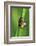 Froghoppers, Mating, Foreplay-Harald Kroiss-Framed Photographic Print