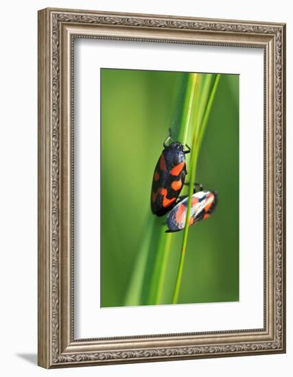 Froghoppers, Mating, Foreplay-Harald Kroiss-Framed Photographic Print