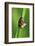 Froghoppers, Mating, Foreplay-Harald Kroiss-Framed Photographic Print