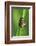 Froghoppers, Mating, Foreplay-Harald Kroiss-Framed Photographic Print