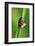 Froghoppers, Mating, Foreplay-Harald Kroiss-Framed Photographic Print