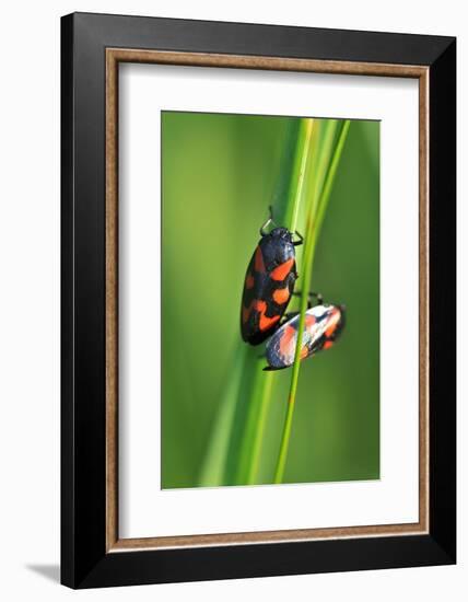 Froghoppers, Mating, Foreplay-Harald Kroiss-Framed Photographic Print