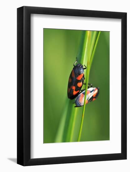 Froghoppers, Mating, Foreplay-Harald Kroiss-Framed Photographic Print