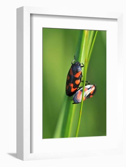 Froghoppers, Mating, Foreplay-Harald Kroiss-Framed Photographic Print