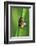 Froghoppers, Mating, Foreplay-Harald Kroiss-Framed Photographic Print