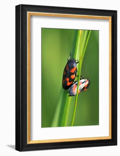 Froghoppers, Mating, Foreplay-Harald Kroiss-Framed Photographic Print