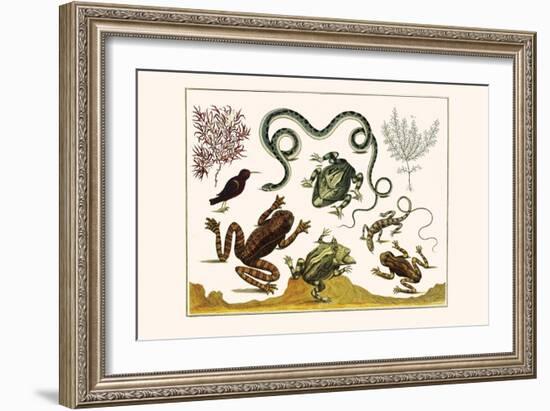 Frogs, Lizards, Snakes, Birds and Plants-Albertus Seba-Framed Art Print