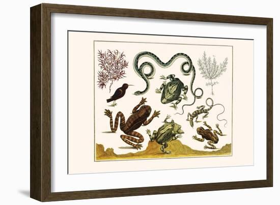 Frogs, Lizards, Snakes, Birds and Plants-Albertus Seba-Framed Art Print