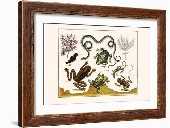 Frogs, Lizards, Snakes, Birds and Plants-Albertus Seba-Framed Art Print