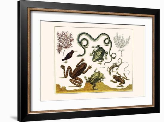 Frogs, Lizards, Snakes, Birds and Plants-Albertus Seba-Framed Art Print