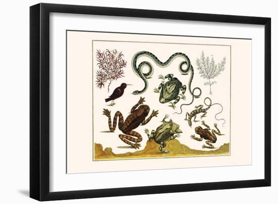 Frogs, Lizards, Snakes, Birds and Plants-Albertus Seba-Framed Art Print