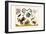 Frogs, Lizards, Snakes, Birds and Plants-Albertus Seba-Framed Art Print