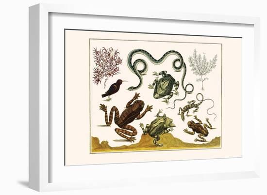 Frogs, Lizards, Snakes, Birds and Plants-Albertus Seba-Framed Art Print