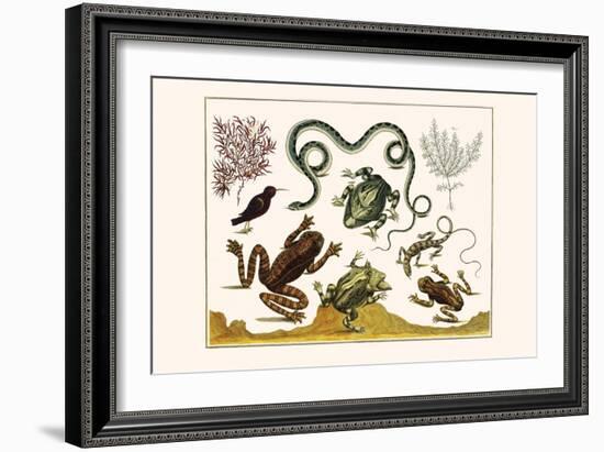 Frogs, Lizards, Snakes, Birds and Plants-Albertus Seba-Framed Art Print