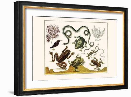 Frogs, Lizards, Snakes, Birds and Plants-Albertus Seba-Framed Art Print