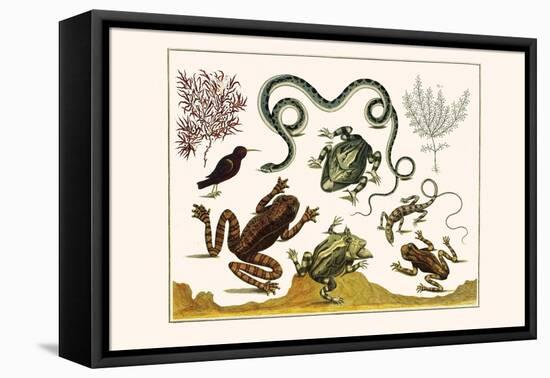 Frogs, Lizards, Snakes, Birds and Plants-Albertus Seba-Framed Stretched Canvas