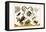 Frogs, Lizards, Snakes, Birds and Plants-Albertus Seba-Framed Stretched Canvas