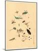 Frogs Snails and Insects-null-Mounted Giclee Print