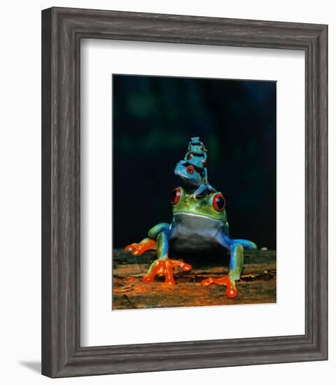 Frogs-null-Framed Art Print