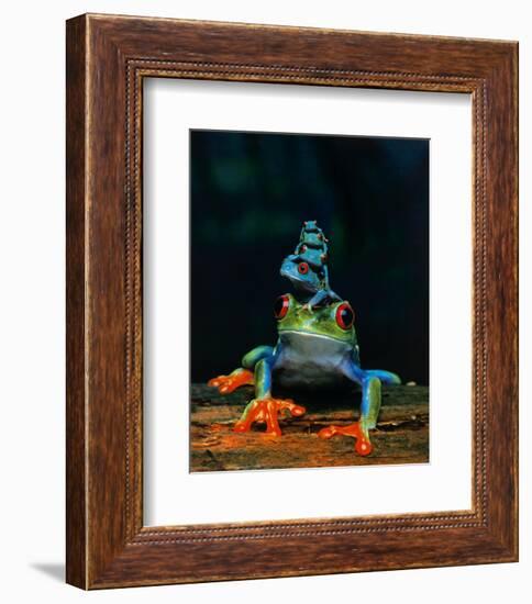 Frogs-null-Framed Art Print