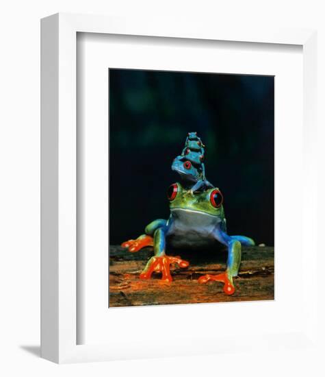 Frogs-null-Framed Art Print