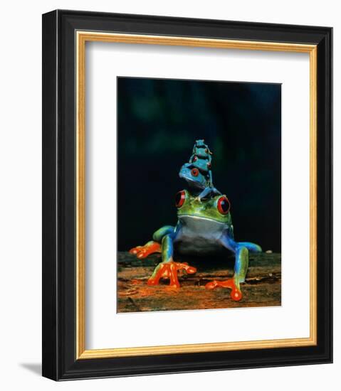 Frogs-null-Framed Art Print