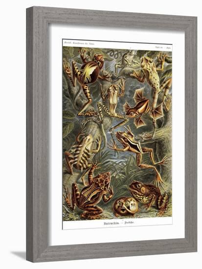 Frogs-Ernst Haeckel-Framed Premium Giclee Print