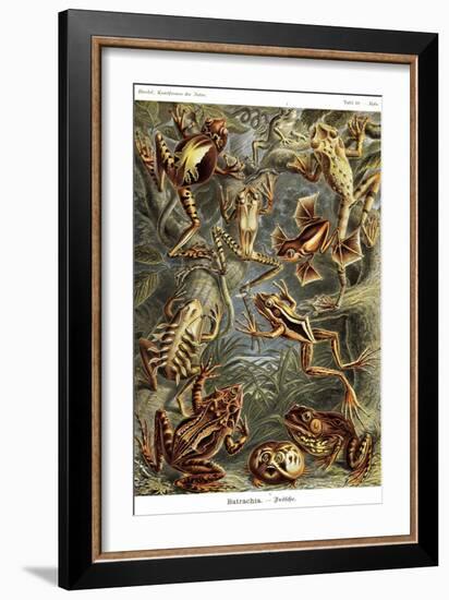 Frogs-Ernst Haeckel-Framed Premium Giclee Print