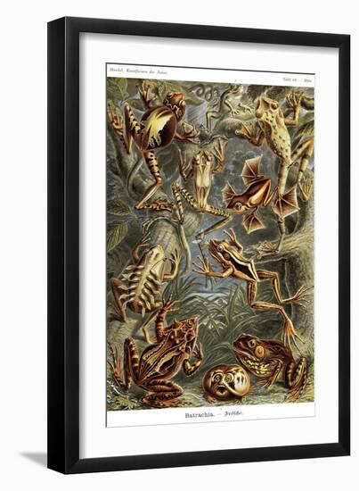 Frogs-Ernst Haeckel-Framed Premium Giclee Print