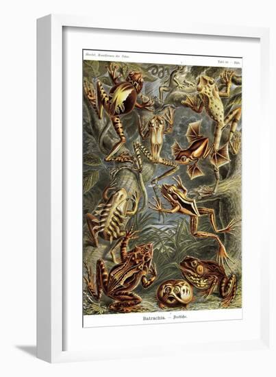 Frogs-Ernst Haeckel-Framed Premium Giclee Print