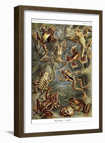 Frogs-Ernst Haeckel-Framed Art Print
