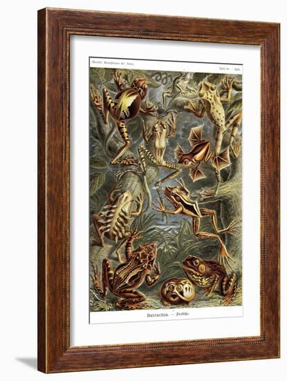 Frogs-Ernst Haeckel-Framed Art Print