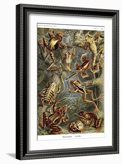 Frogs-Ernst Haeckel-Framed Art Print