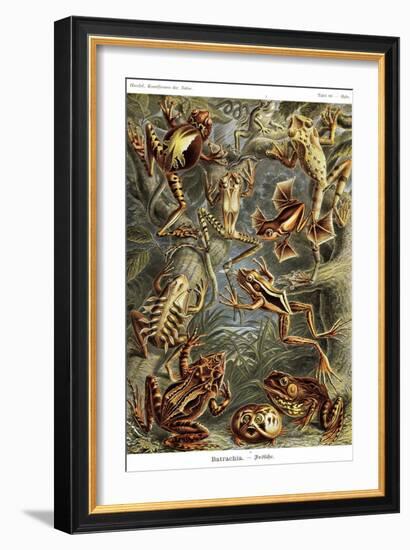 Frogs-Ernst Haeckel-Framed Art Print